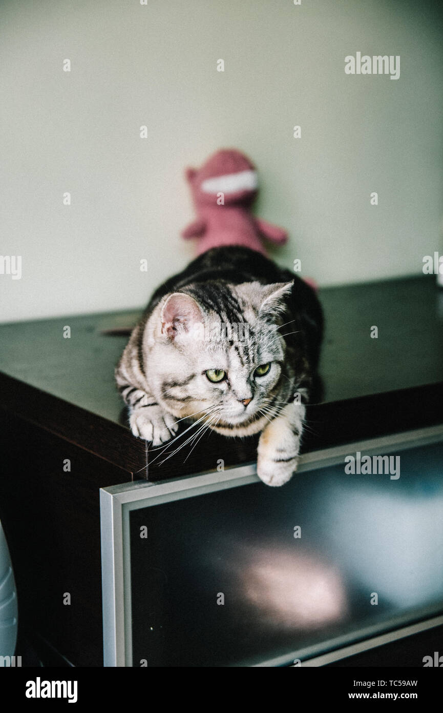 Home Cute Beautiful Short Tabby Cat Soft Body Yoga Animal