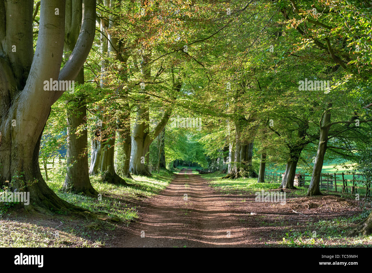 Fagus sylvatica. Beech trees along a track in spring. Swerford, Cotswolds, Oxfordshire, England Stock Photo