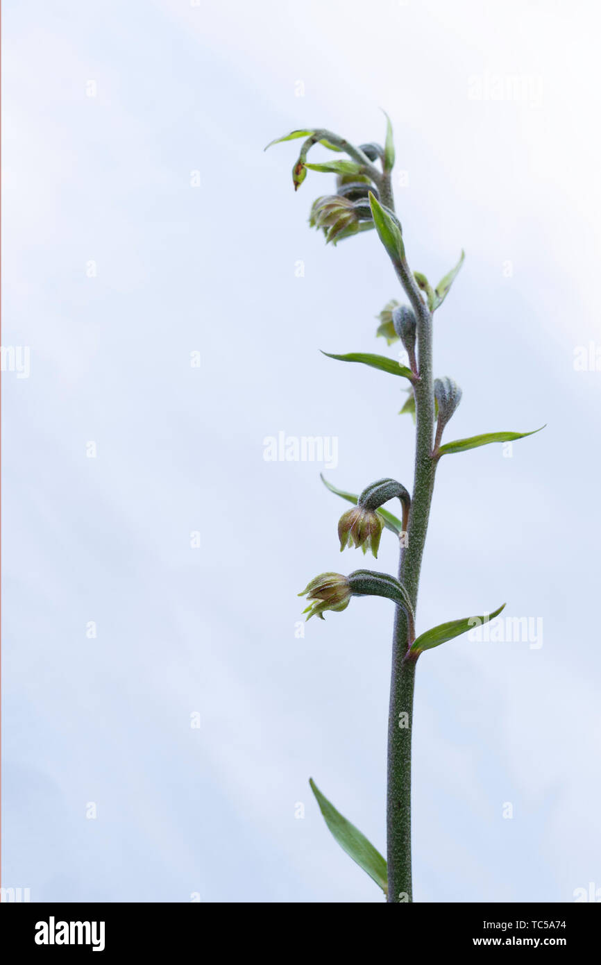 Wild orchid. Small-leaved helleborine aka Epipactis microphylla. Stock Photo