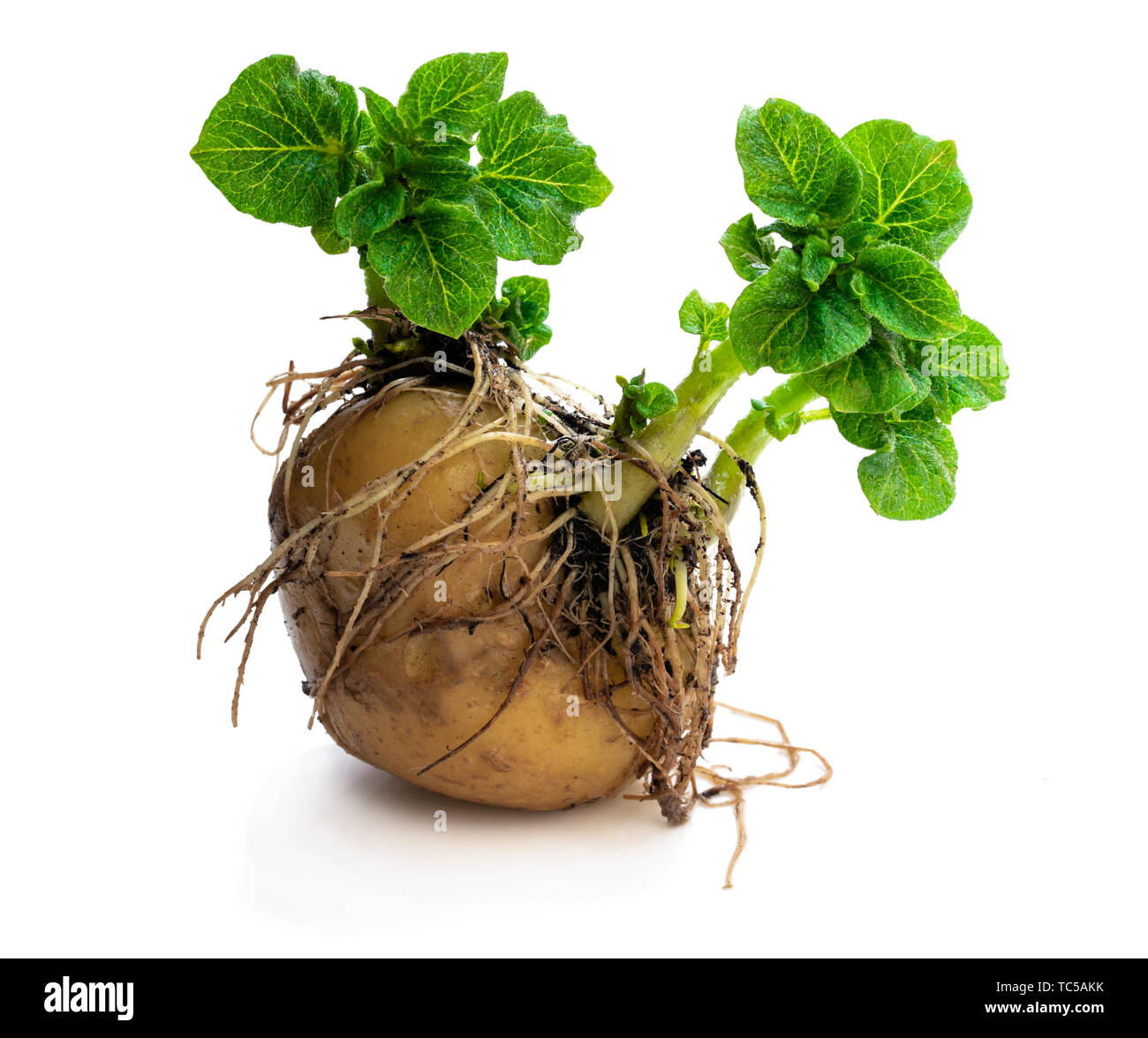 potato-tuber-with-new-green-sprouts-isolated-on-white-ready-to-plant-TC5AKK.jpg