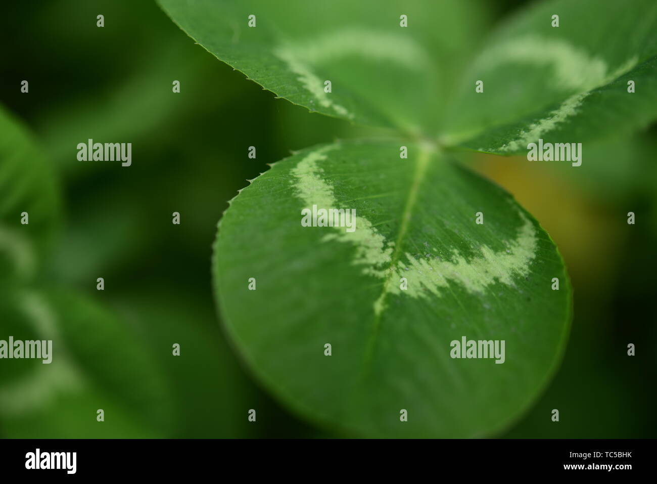 Onion plants mould hi-res stock photography and images - Alamy