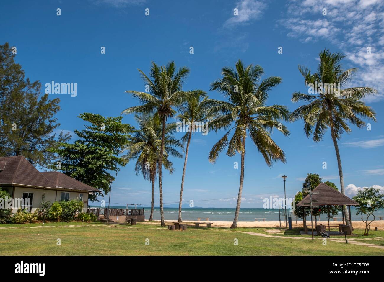 Coconut Tress High Resolution Stock Photography And Images Alamy