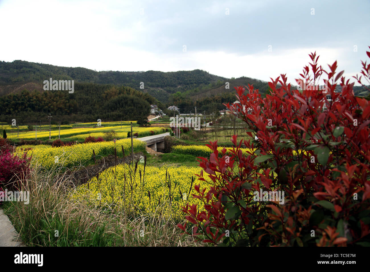 The place where peach blossoms bloom in Yangshan, Tonglu, Hangzhou Stock Photo