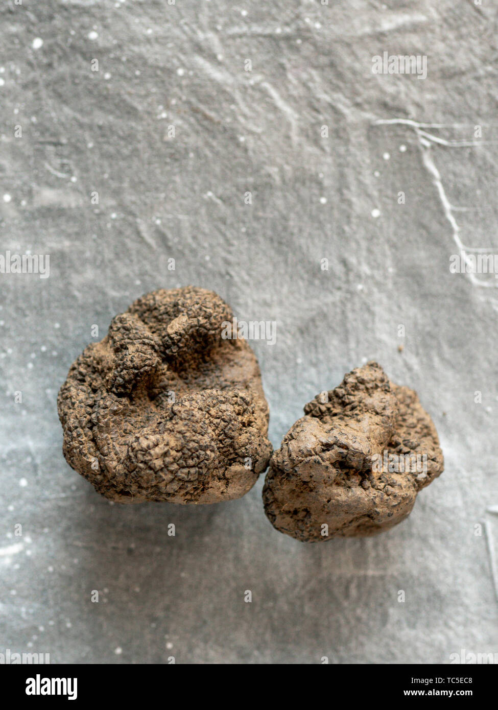 Expensive rare black truffle mushroom on gray background. Vertical. Black truffles top view with