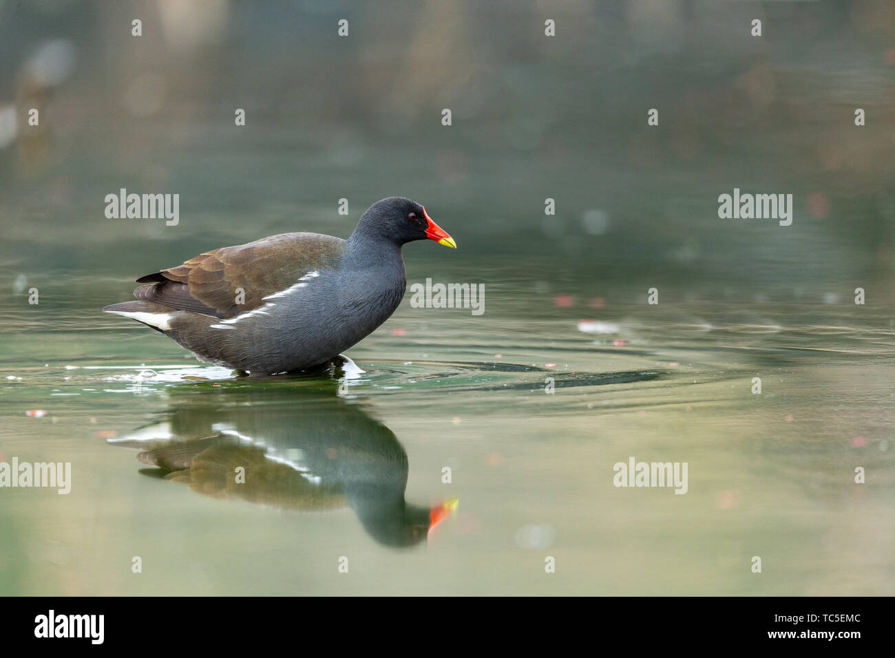 Chicken spring lake hi-res stock photography and images - Alamy