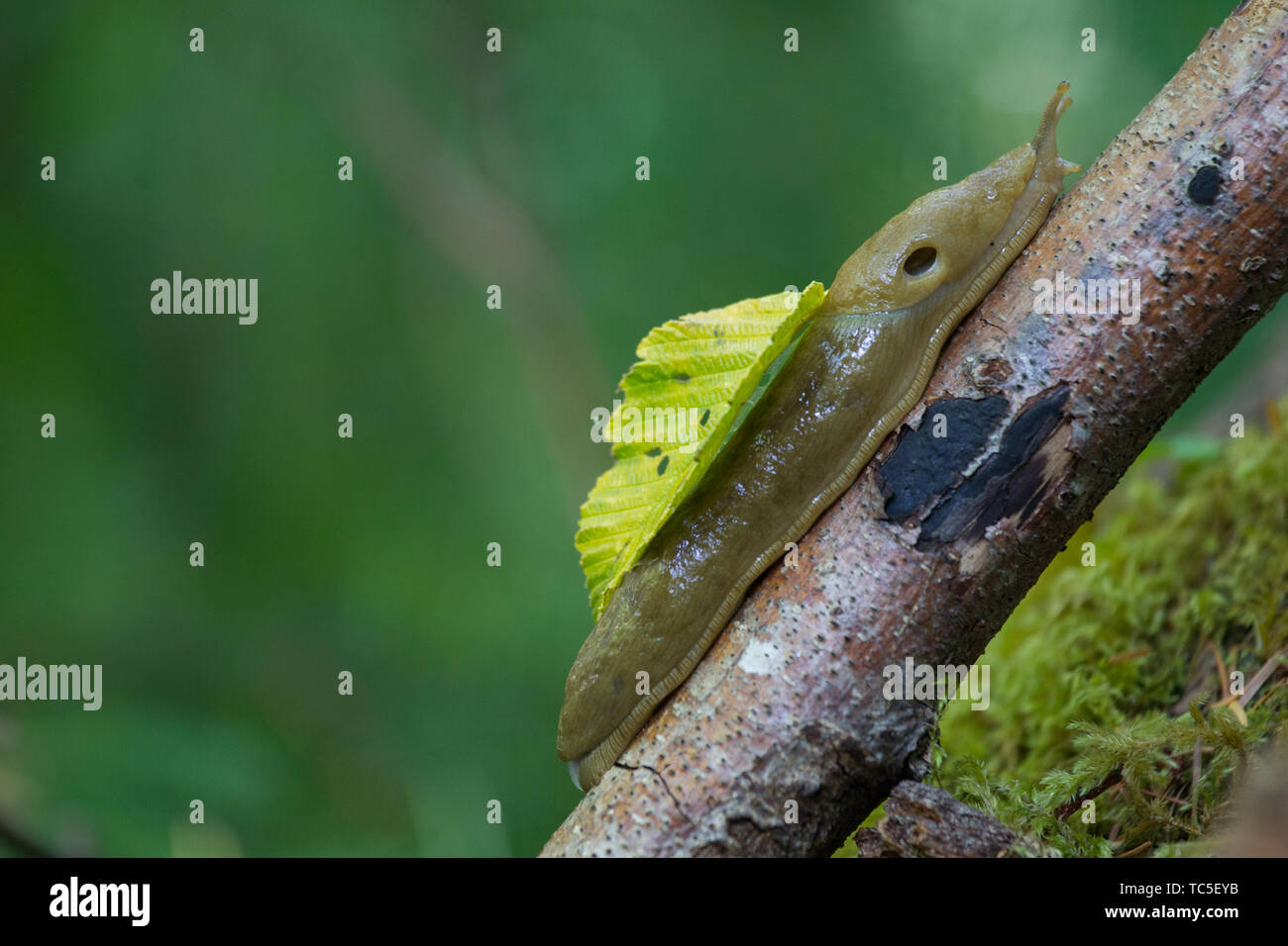 Yummy slug diet hires stock photography and images Alamy