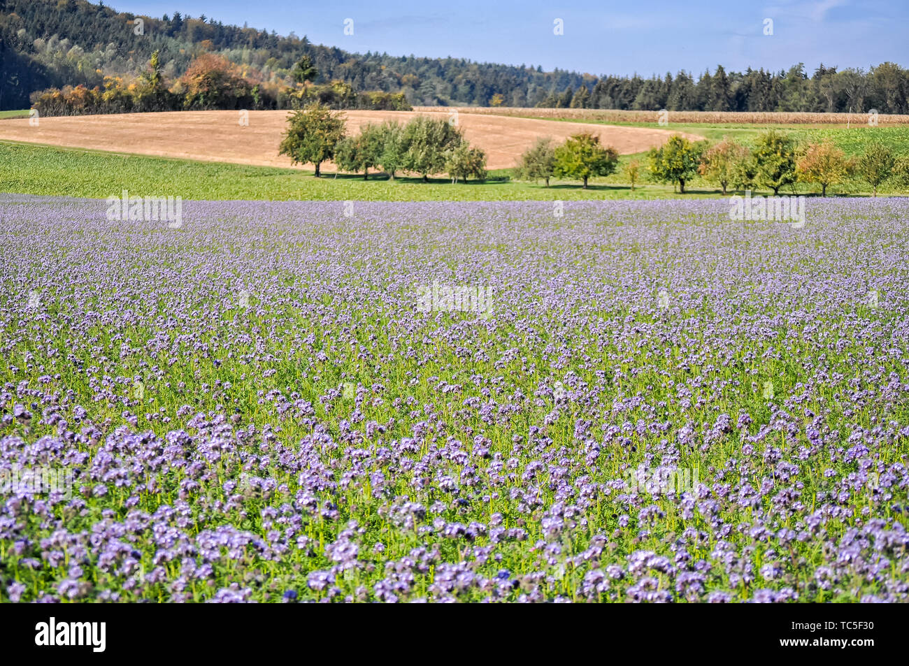 Purple flower fields outside Paris, France Stock Photo Alamy