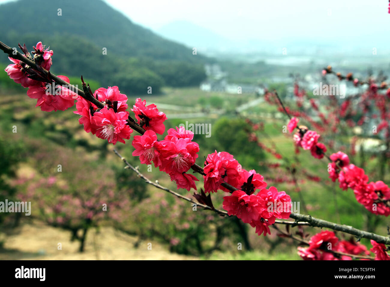 The place where peach blossoms bloom in Yangshan, Tonglu, Hangzhou Stock Photo