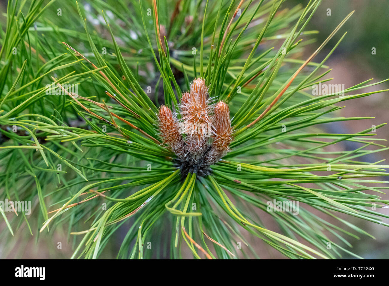 Young pine cones blooming and forming in a pine tree branch Stock Photo ...