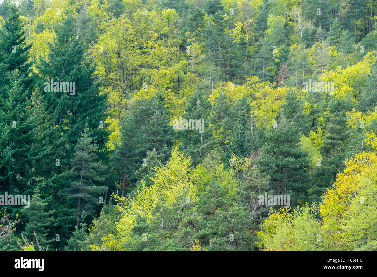 Mixed deciduous and coniferous forest with amazing colors Stock Photo ...