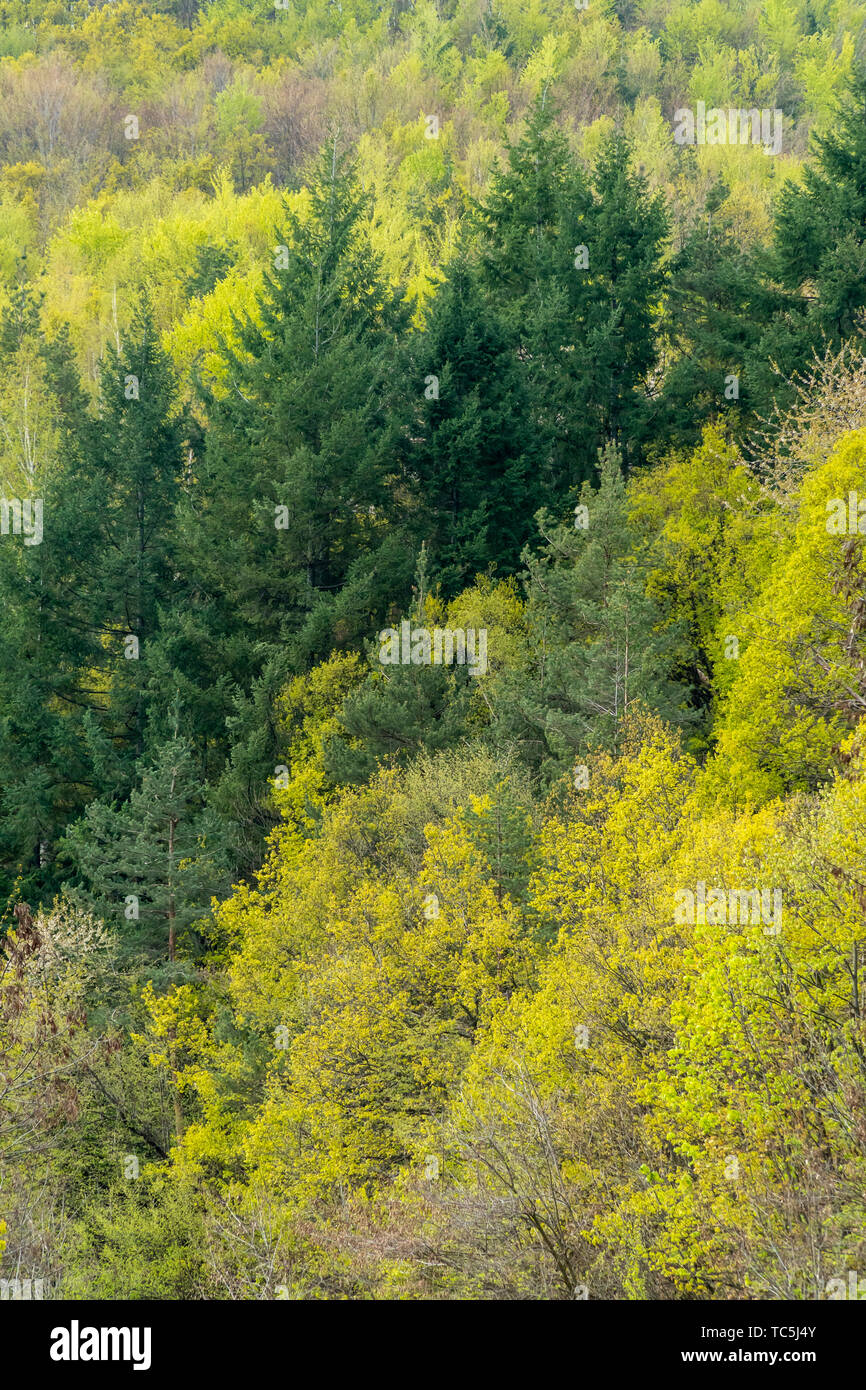 Mixed deciduous and coniferous forest with amazing colors Stock Photo