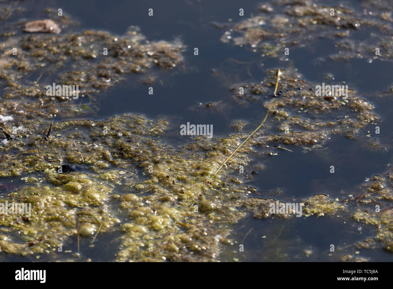 Algae Bloom on the surface of a lake Stock Photo