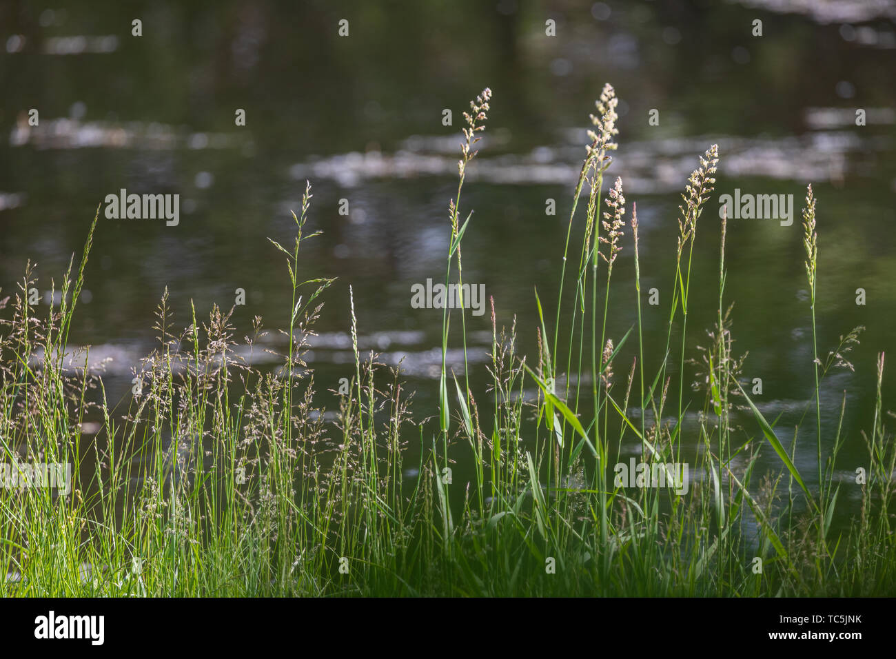 Grass by a lake Stock Photo