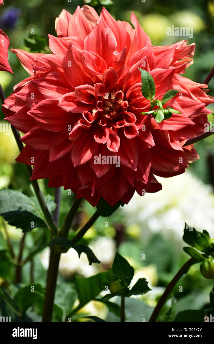 Dahlia Flower at flower show in Kodaikanal Tamil Nadu, India