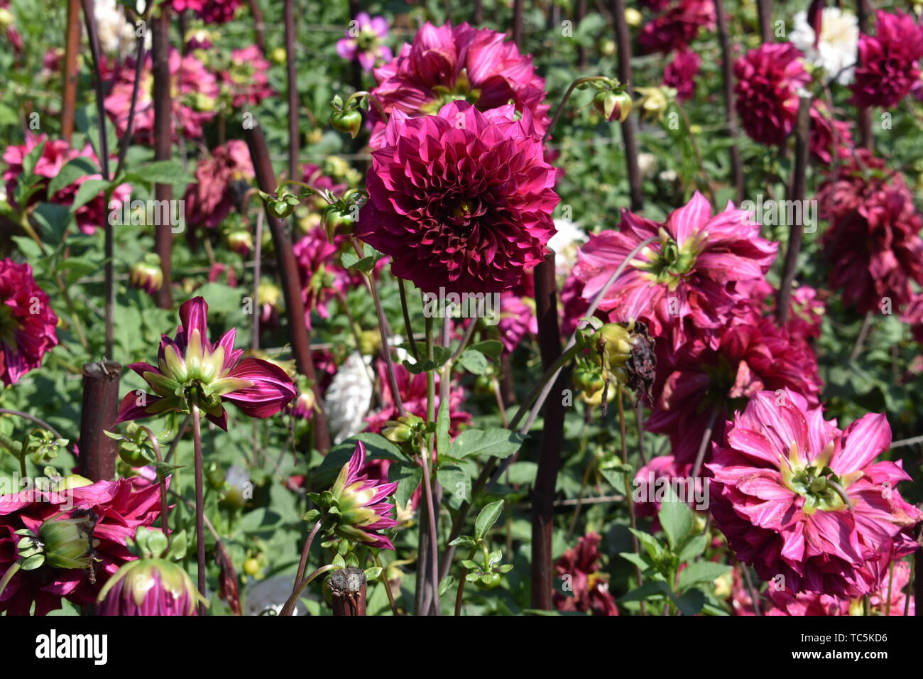 Dahlia Flower at flower show in Kodaikanal Tamil Nadu, India
