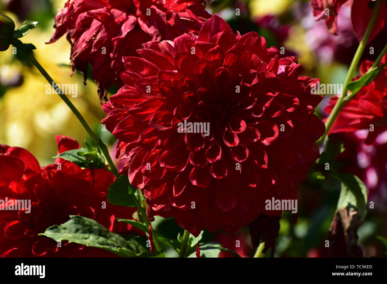 Dahlia Flower at flower show in Kodaikanal Tamil Nadu, India