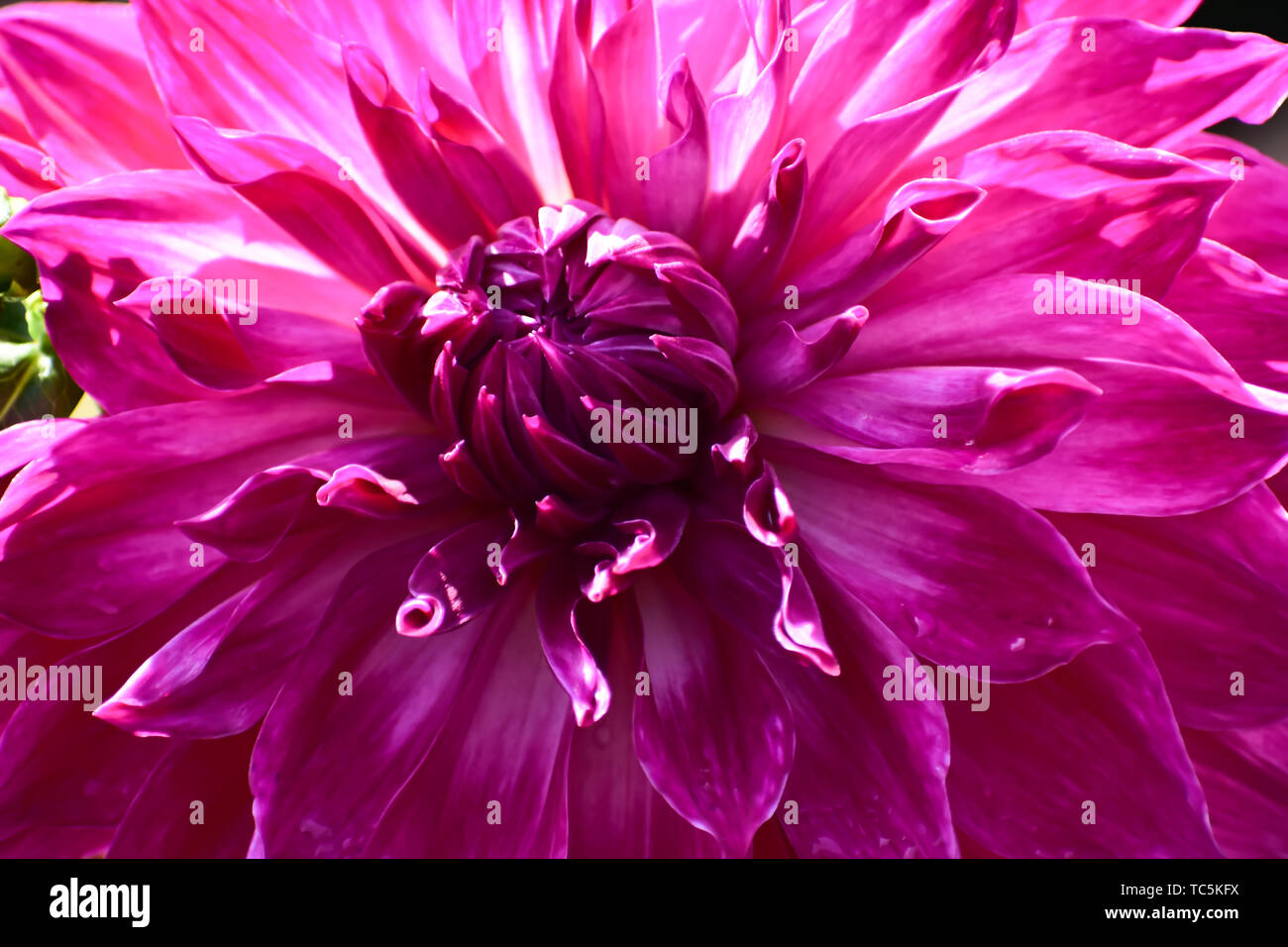 Dahlia Flower at flower show in Kodaikanal Tamil Nadu, India