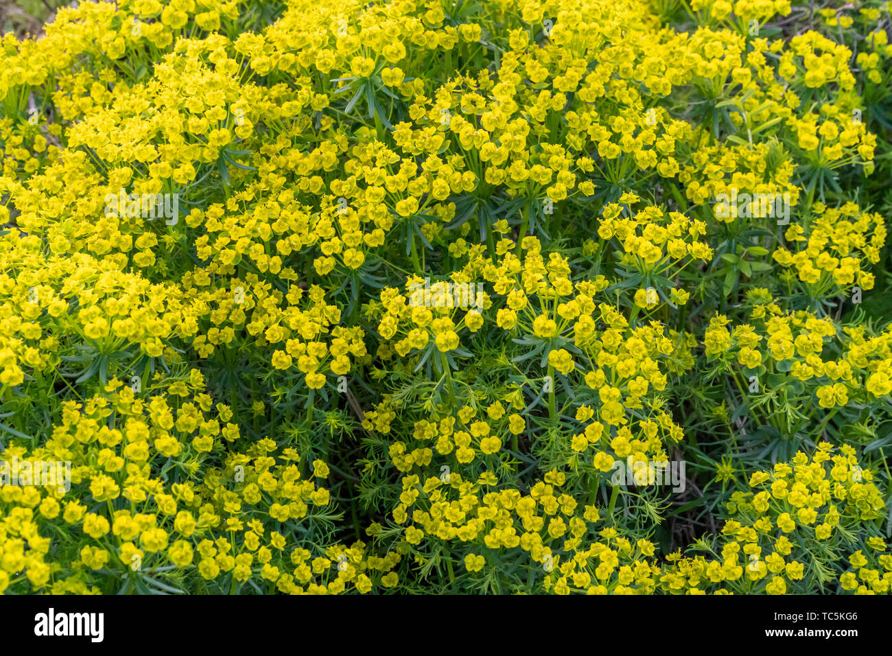 Many Golden Alyssum flowers in the mountains of Bulgaria Stock Photo ...