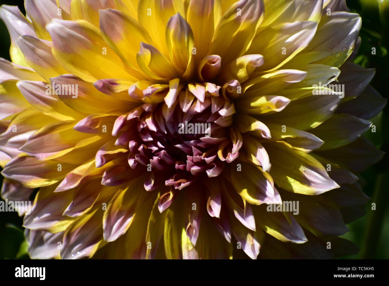 Dahlia Flower at flower show in Kodaikanal Tamil Nadu, India Stock Photo Alamy