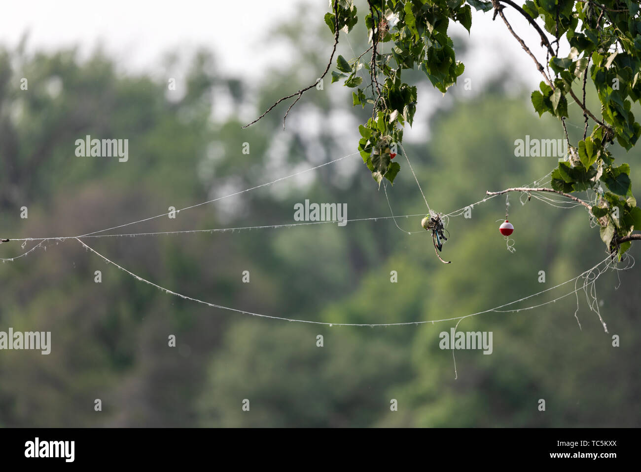 Fishing line in tree hi-res stock photography and images - Alamy