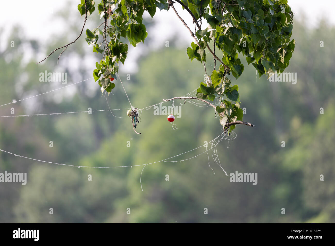 Fishing gear snagged in tree Stock Photo - Alamy