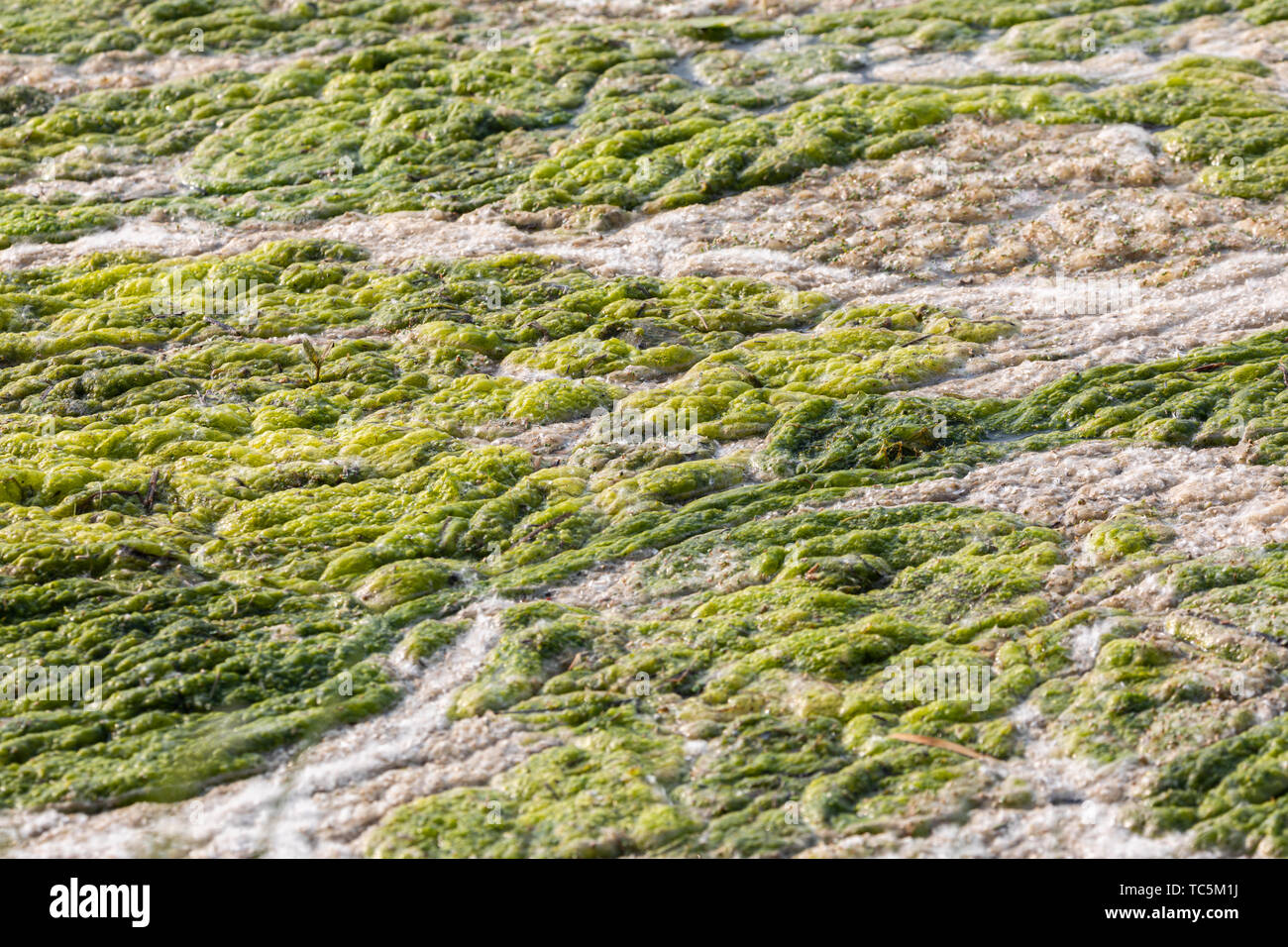 Algae and lake foam. Stock Photo