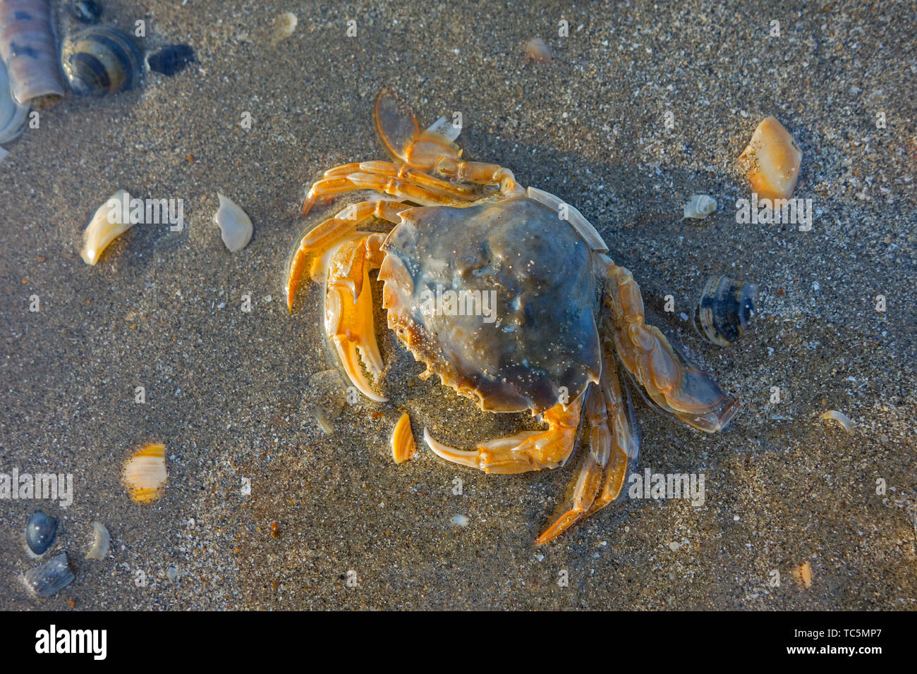 Dead flying crab (Liocarcinus holsatus / Polybius holsatus) washed ashore on the beach along the North Sea coast Stock Photo