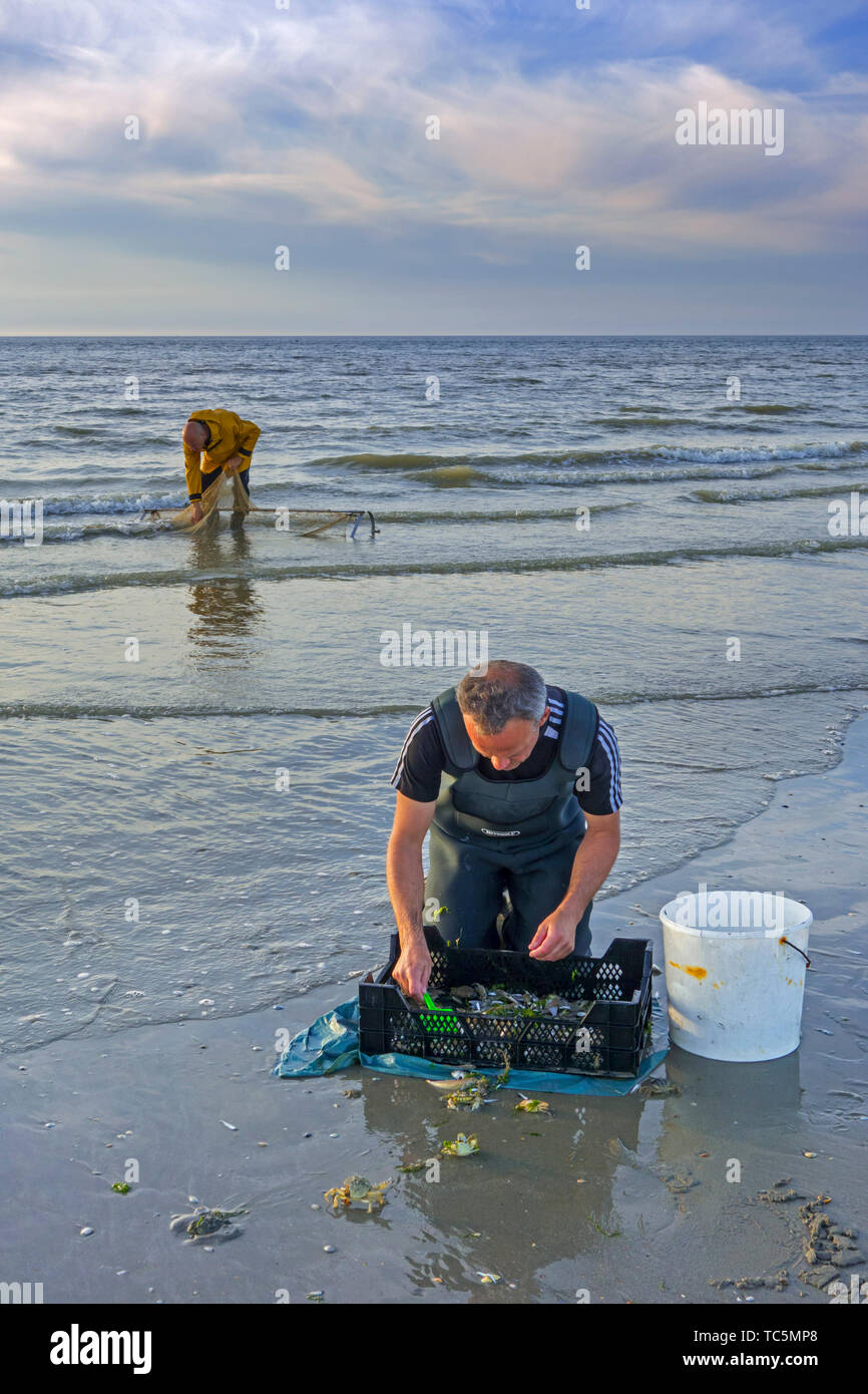 Shrimpers sorting catch from shrimp drag net / dragnet on the beach caught along the North Sea coast at dusk Stock Photo
