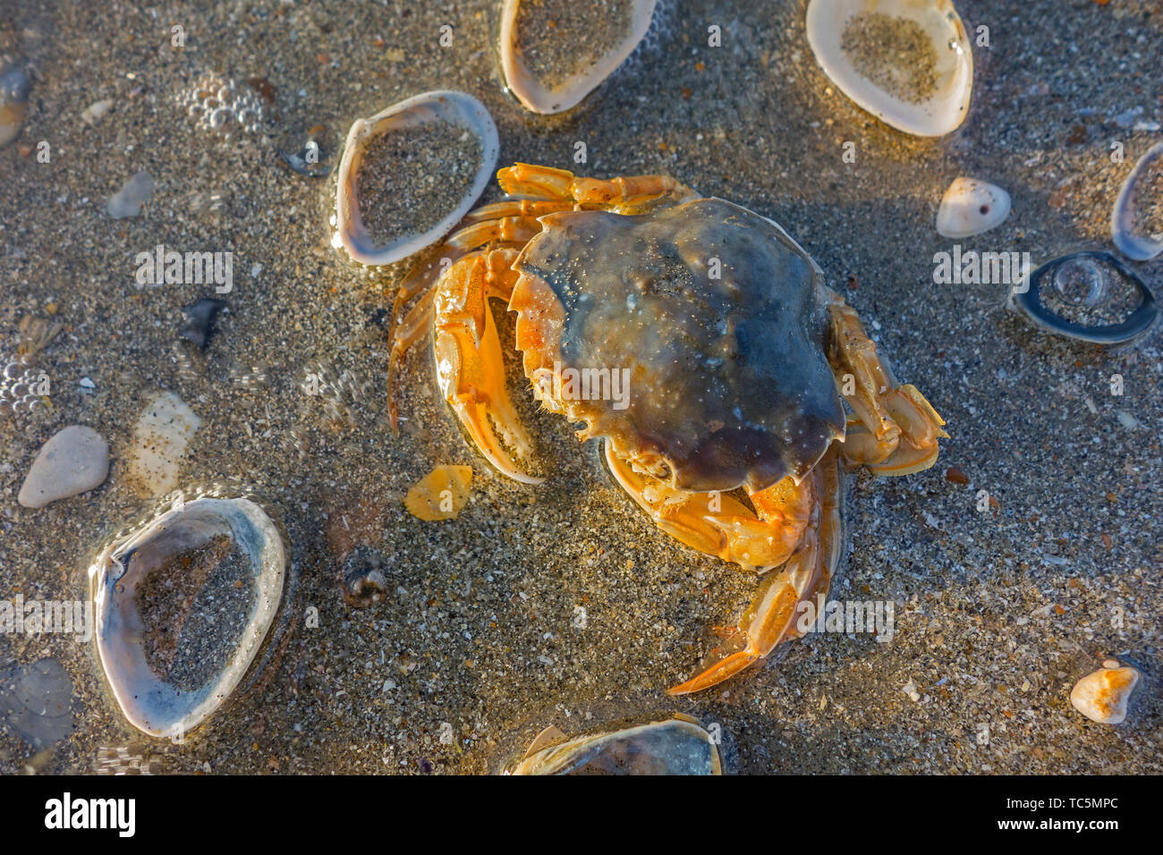 Dead flying crab (Liocarcinus holsatus / Polybius holsatus) washed ashore on the beach along the North Sea coast Stock Photo