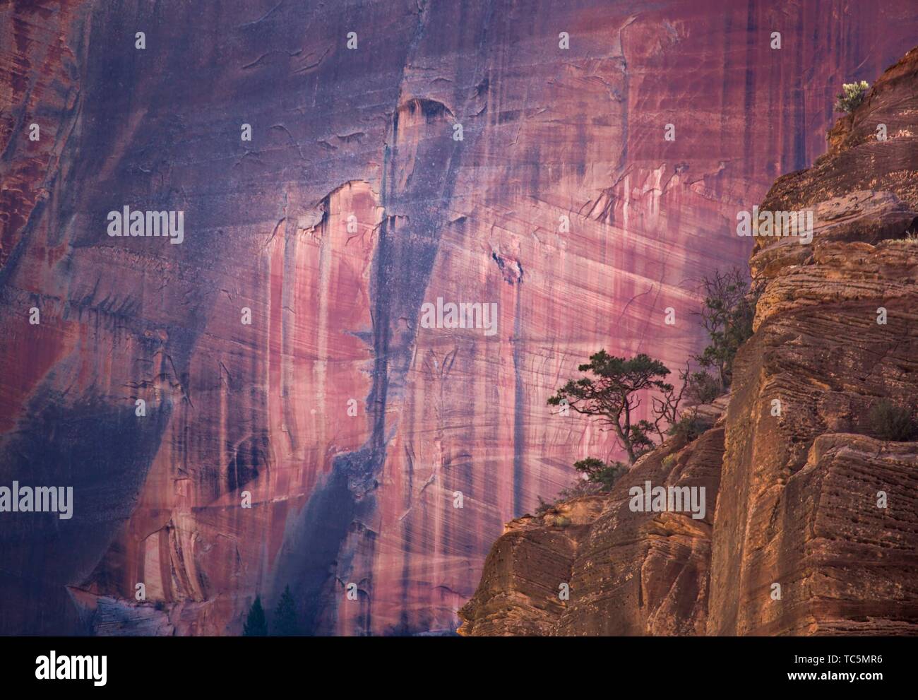 A lone Juniper Tree stands out amongst the backdrop of the sheer sandstone walls of Zion Canyon at Zion National Park, Utah. Stock Photo