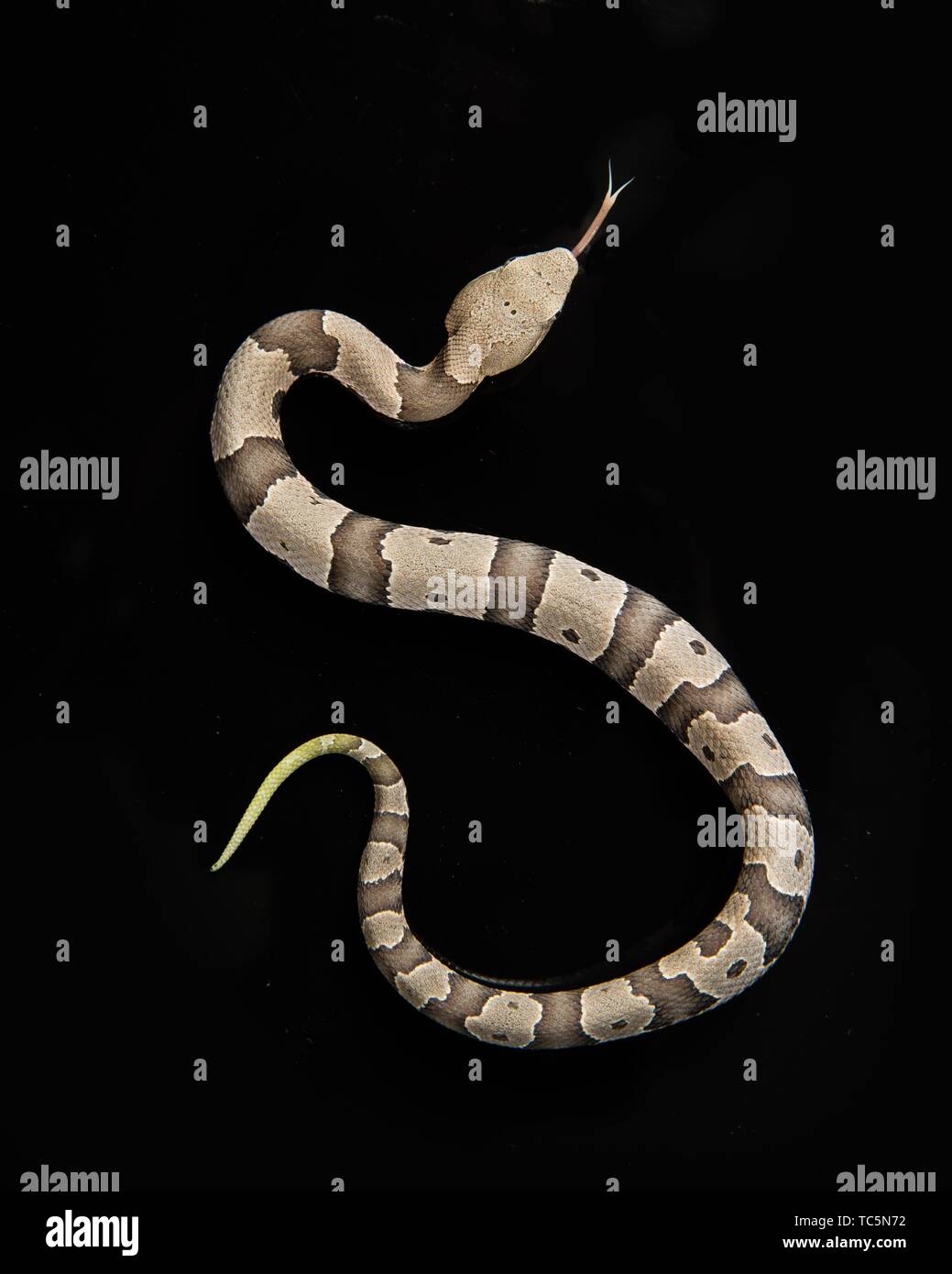 Baby Copperhead On Black Stock Photo Alamy Baby Copperhead On Black Stock Photo Alamy