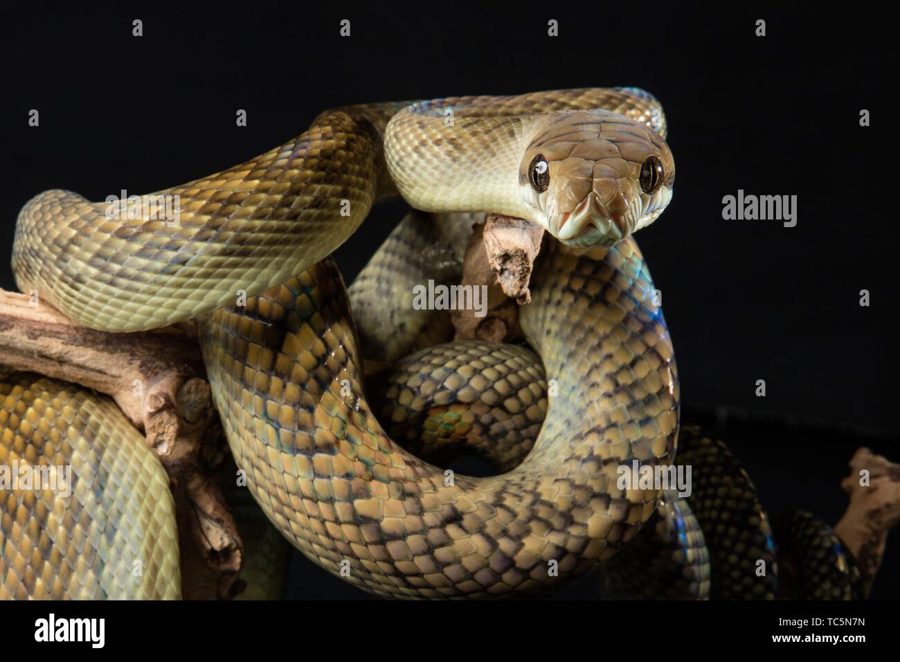 Amethystine python hi-res stock photography and images - Alamy