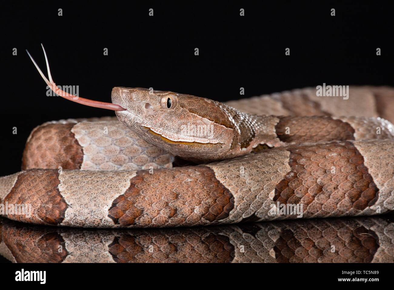 Copperhead macro of face Stock Photo Alamy