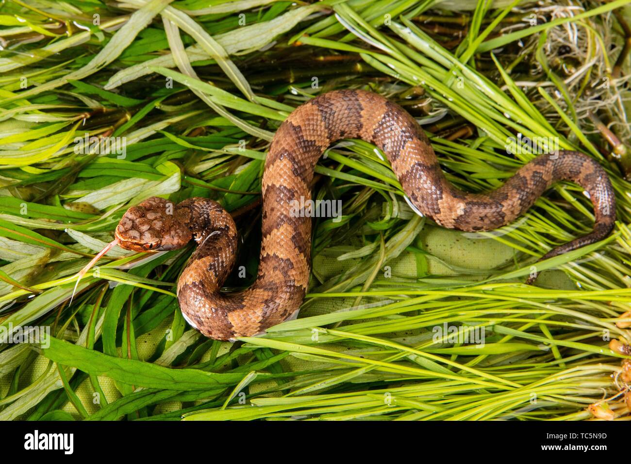 cottonmouth in grass showing tongue Stock Photo Alamy