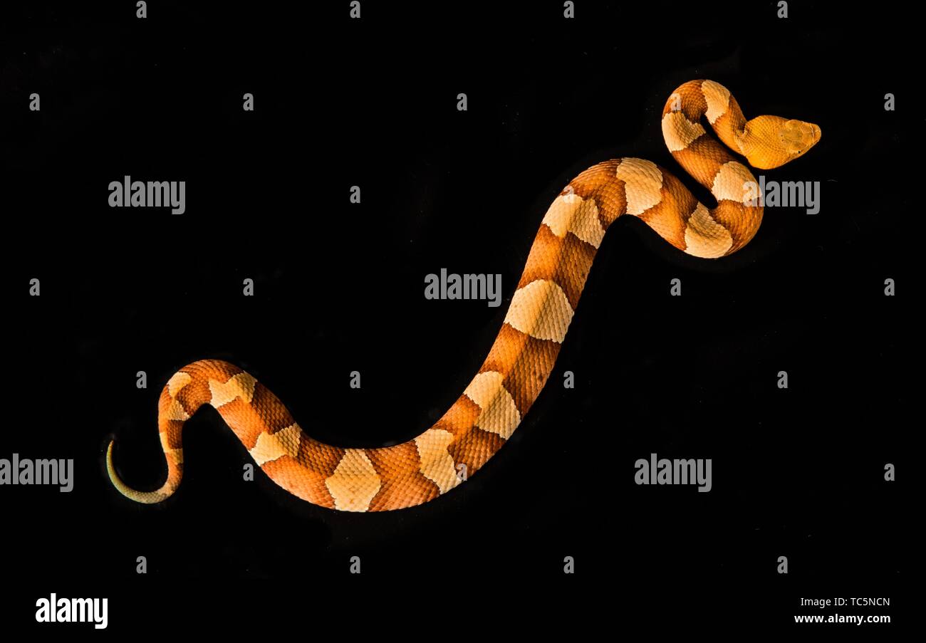 Broad banded copperhead snake hires stock photography and images Alamy