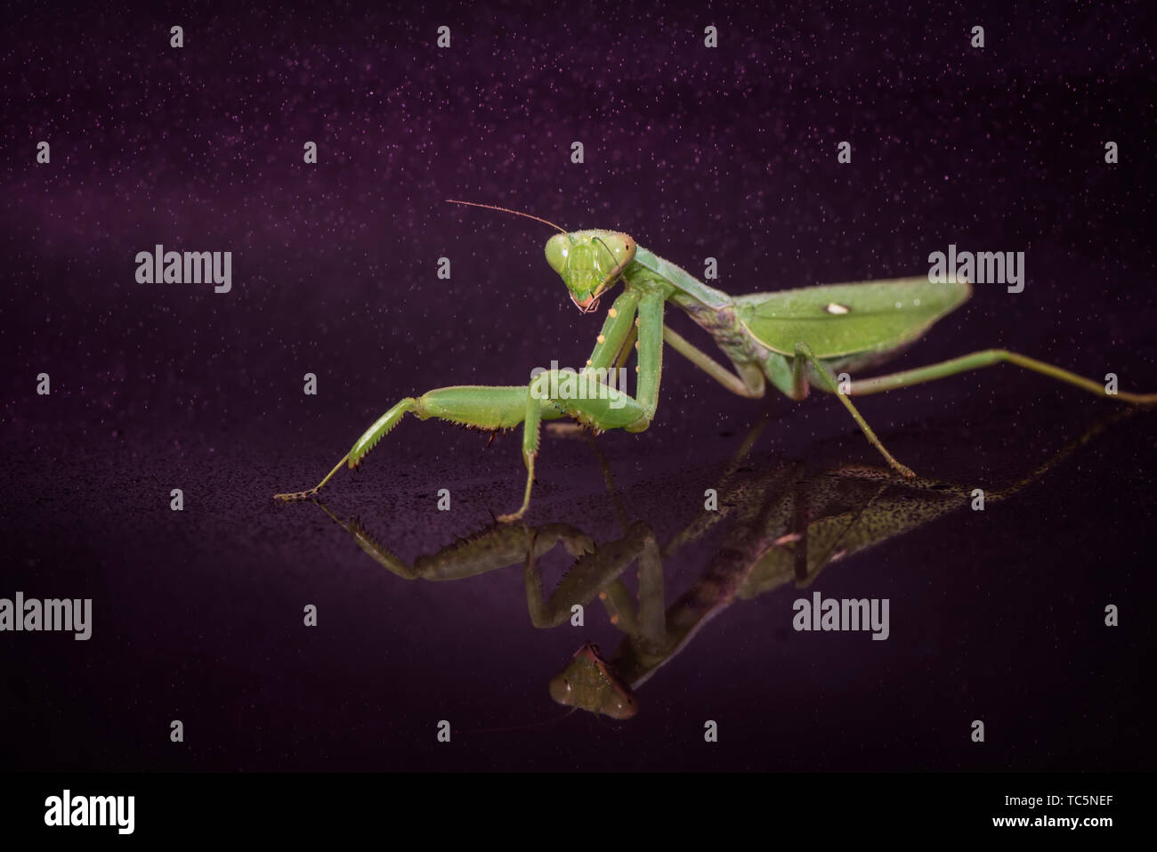 Transverse and horizontal composition hi-res stock photography and ...