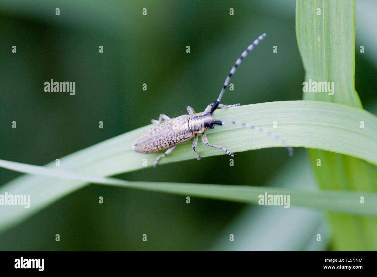 Golden-bloomed Grey Longhorn, Agapanthia villosoviridescens, medium sized Longhorn beetle that is gold-black color with median stripe on head and Stock Photo
