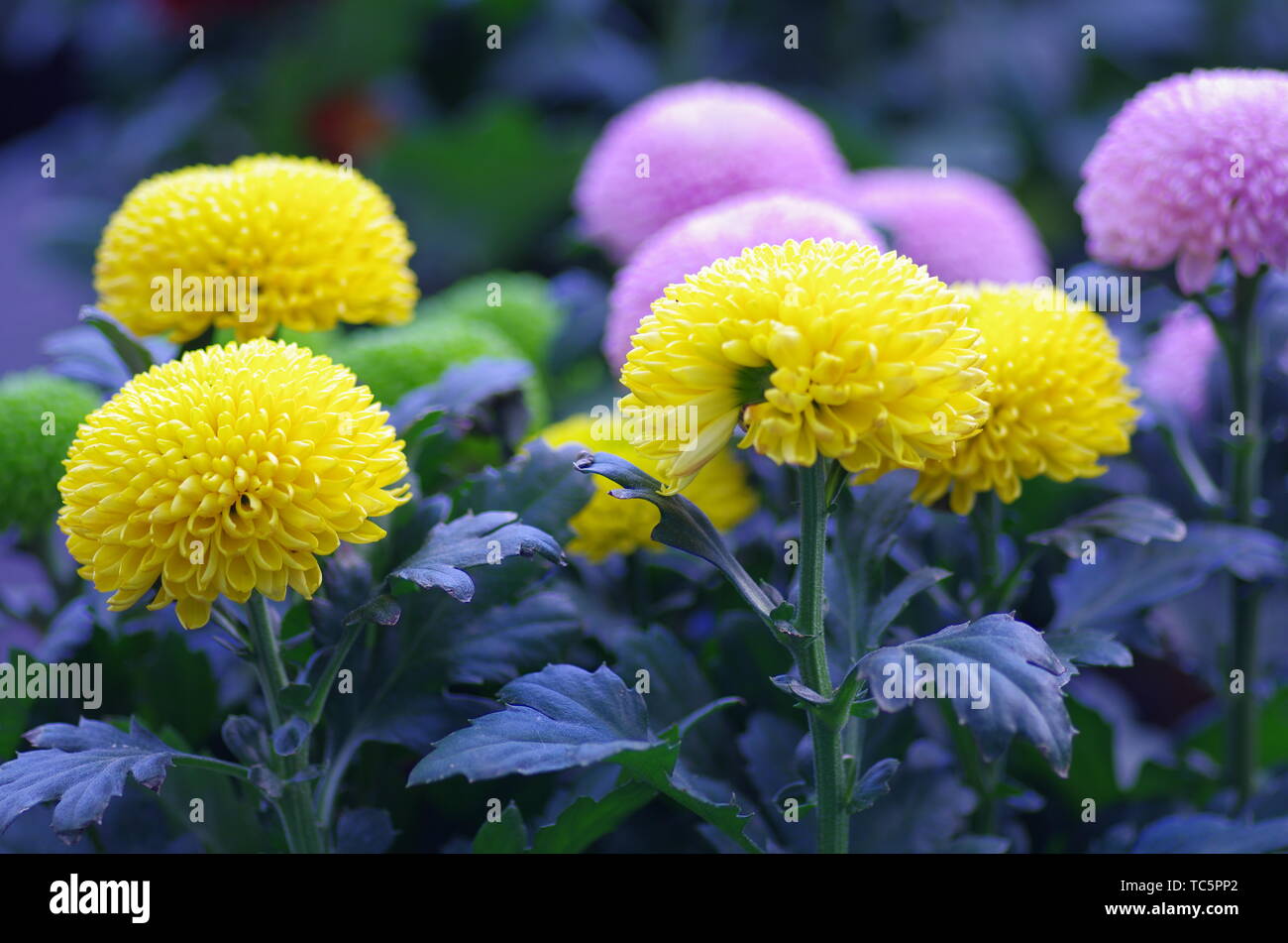 Chrysanthemum in park hi-res stock photography and images - Alamy