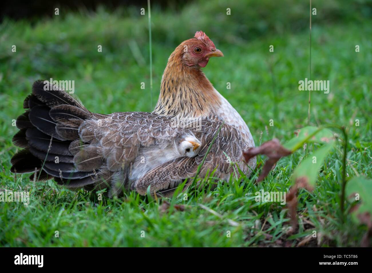 Small chick under mother's wing for warmth and protection in Kunmai Ban Suan Resort, Thaton, Thailand Stock Photo