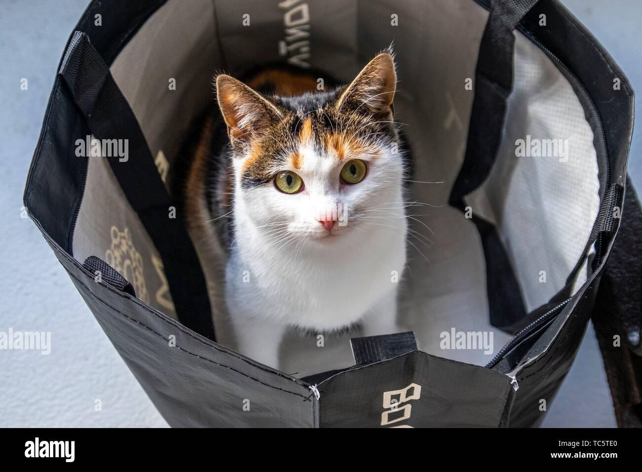 Cat in a bag Stock Photo Alamy