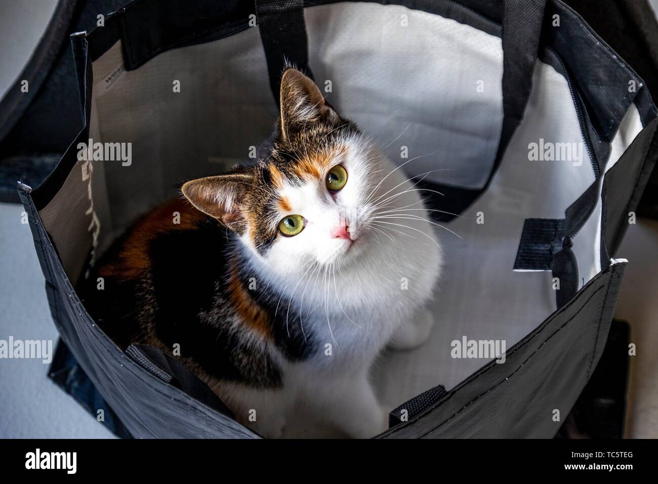 Cat in a bag Stock Photo Alamy