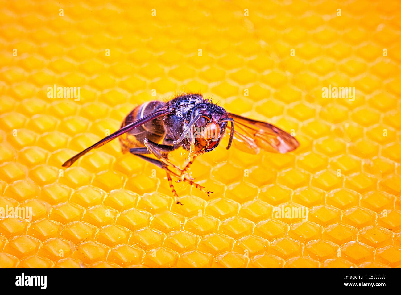 Macro picture of alive Asian hornets on a new yellow orange frame of ... Biology Diagrams