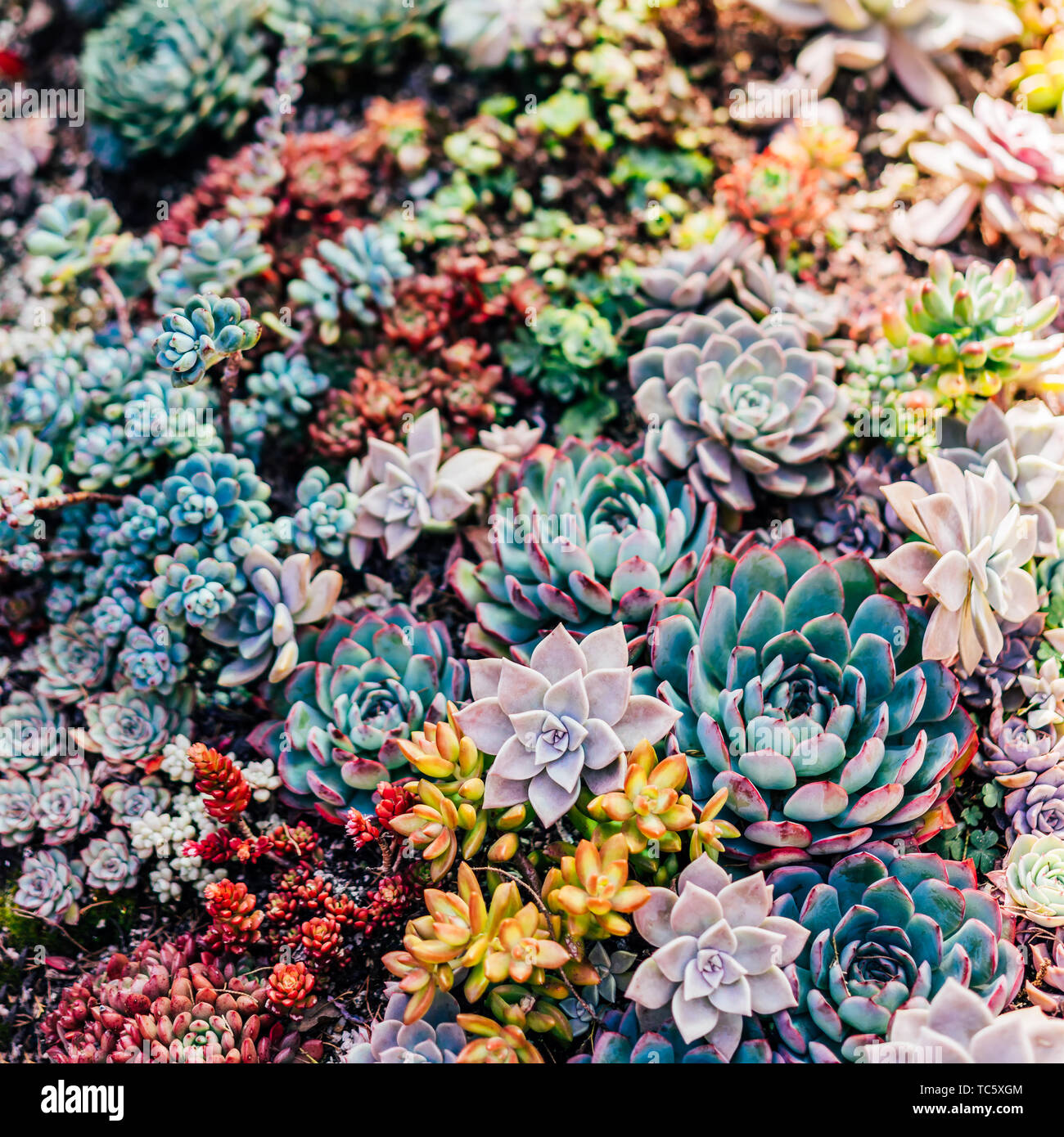 Fleshy plants hires stock photography and images Alamy