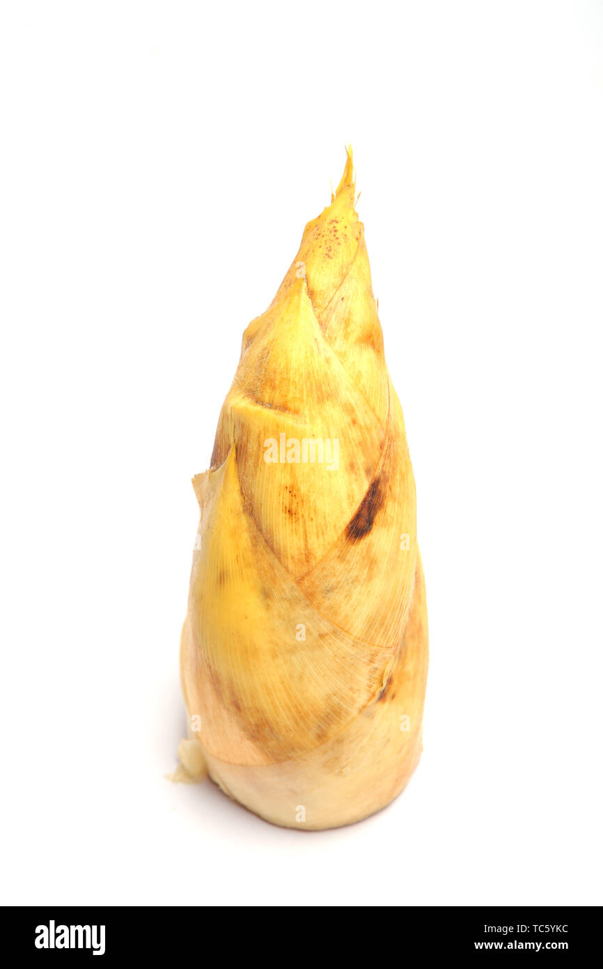 Fresh winter bamboo shoots Stock Photo Alamy