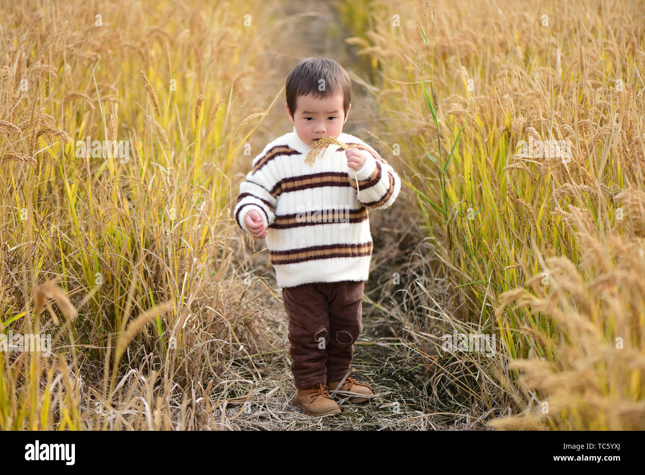 Happy little boy in the wheat field Stock Photo - Alamy