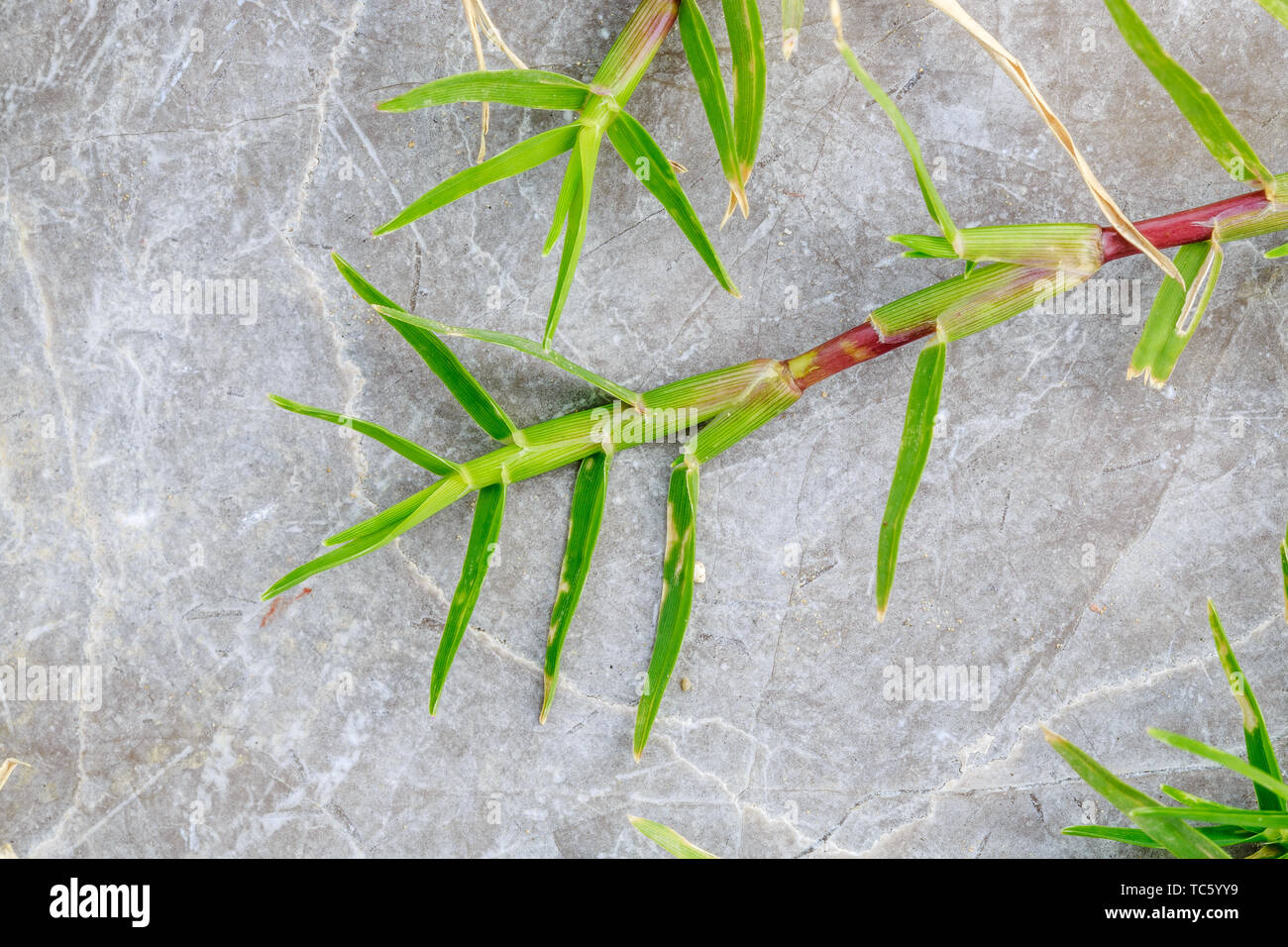 Limestone texture grass Stock Photo Alamy