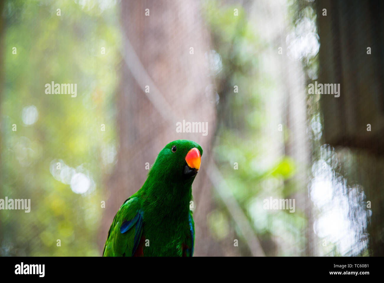 Birds wildlife safari hi-res stock photography and images - Alamy