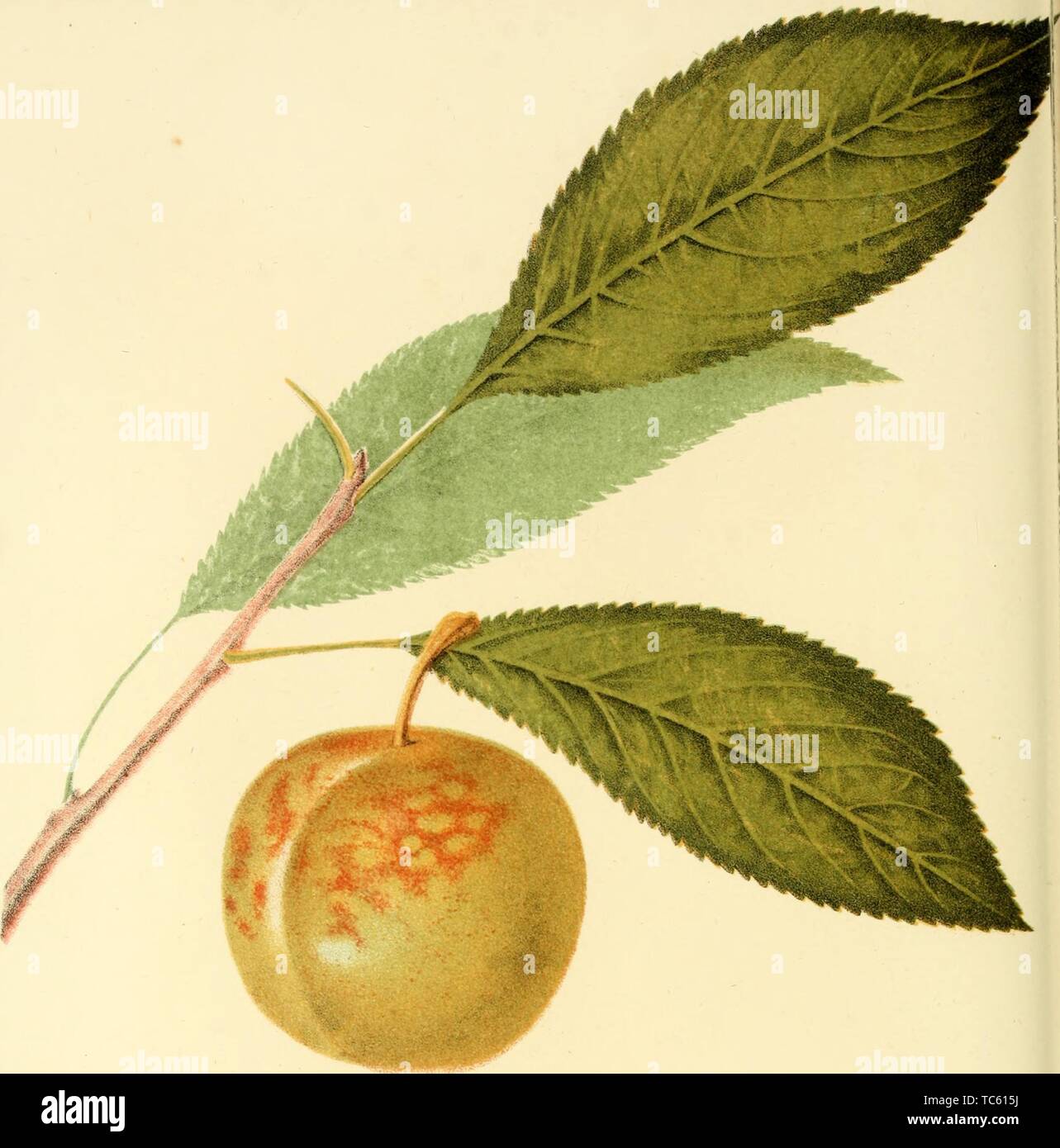 Engraving of the Green Gage Plum, from the book 'The fruits of America' by Charles Mason Hovey, 1848. Courtesy Internet Archive. () Stock Photo