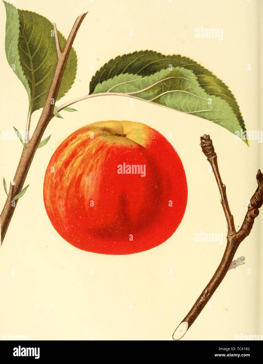 Engraving of the Cogswell Apple, from the book 'The fruits of America' by Charles Mason Hovey, 1848. Courtesy Internet Archive. () Stock Photo
