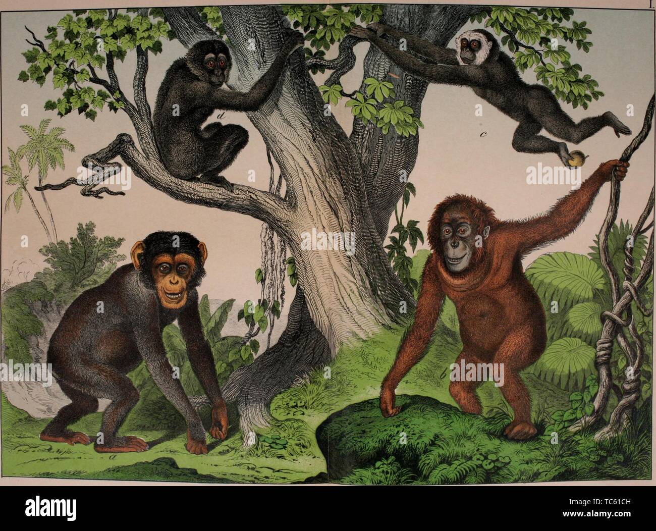Engraving of the Anthropoid Apes, Chimpanzee, Orangutan, White-handed Gibbon, and Siamang, from the book 'Natural history of the animal kingdom for the use of young people' by William Forsell Kirby, 1889. Courtesy Internet Archive. () Stock Photo